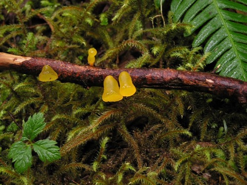 Fungal Bells